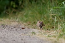 stoat_1821 - Copy.JPG