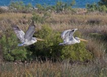 zBF Dalmatian pelican Pelecanus crispus Mesa Wetland 150518 01.jpg