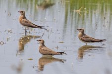 zBF Collared Pratincole  Glareola pratincola Alykes Wetland 010518 01_edited-1.jpg