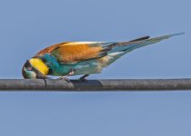 zBF European bee-eater Merops apiaster Faneromeni 120518 01_edited-1.jpg