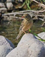 z BF Bunting ortolan bunting Emberiza hortulana) Meladia Ford 260418 01_edited-1.jpg