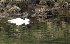 goosander - resized.jpg