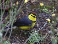 collared redstart2.JPG