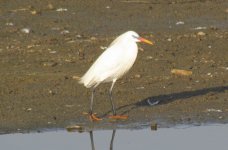 Chinese Egret 595954.jpg