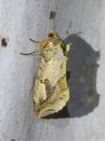 Eudocima materna 17 04 18.jpg