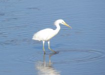 Chinese Egret 776.jpg