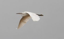 Chinese Egret 55362.jpg