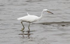 Chinese Egret 332409.jpg