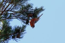 Two-barred Crossbill voaden01 (Medium).JPG