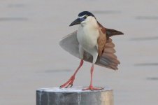 Rufous Night Heron (01) - Copy.jpg