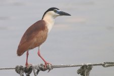 Rufous Night Heron (04) - Copy.jpg