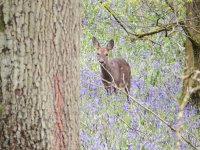 Roe Deer comp.jpg