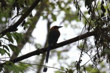 rufous motmot.JPG