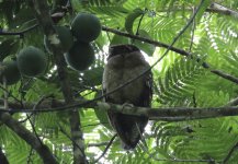 crested owl.JPG