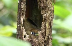 fem black throated trogon.JPG