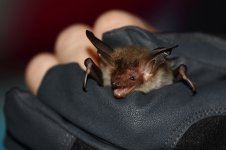 20180830 (3)_Bechsteins_Bat.JPG