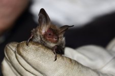 20180830 (5)_Bechsteins_Bat.JPG