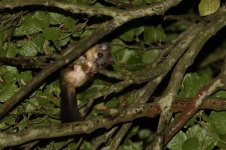 20180831 (6)_Edible_Dormouse.JPG