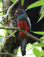 slayt tailed trogon potrait.jpg