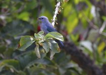 blue grey tanager.JPG