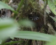 white br wood wren.JPG