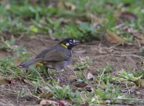 white eared grd sparrow.JPG