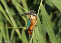 Eurasian kingfisher Tsiknias river Ford 210918 photo Jan Bezemer.JPG