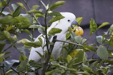 sulphur_crested-28-weba.jpg