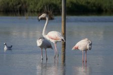 FlamingoB.jpg