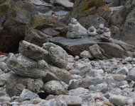 Ringed Plover_Girdle Ness_100818a.jpg