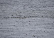 Seabirds_Girdle Ness_100818a.jpg