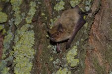 Kuhl's Pipistrelle (7).JPG