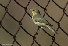 Willow warbler Poli Pans 220918 photo Jan Bezemer.JPG