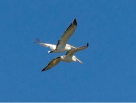 Dalmatian pelicans pelecanus crispus Potamia Valley 220918 photo Michael Smith.JPG