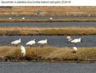 Spoonbill Kalloni SP 250918 photo Michael Smith.JPG