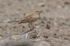 Greater Short-toed Lark (Calandrella brachydactyla) Alykes 030518.JPG