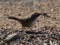 babbler with spider.JPG