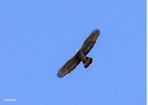 Oriental Honey buzzard  020518  photo by Stylianos Zannetos.JPG