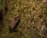 Common Pipistrelle (4).jpg