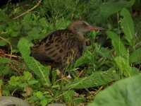 Water Rail 1.jpg