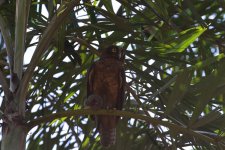 rufous owl2.JPG