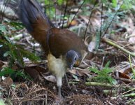 lyrebird coming at me.JPG