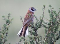 meadowBunting.jpg