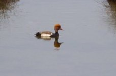 Red crested pochard Lesvos 031218 photo Giorgis Laskaridis‎ 2.JPG