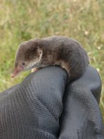 Common Shrew (2).JPG