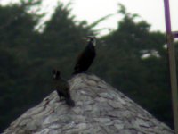 cormorant poss sinensis queensboro.jpg