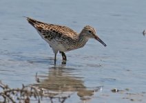 Pec sandpiper Alikudi Pool on 11 May 2017.JPG