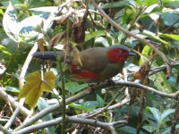 Scarlet-faced Liocichla.jpg