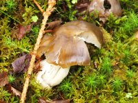 BF Fungus 2 for ID S0722324.jpg