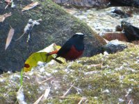 White-capped Redstart.jpg